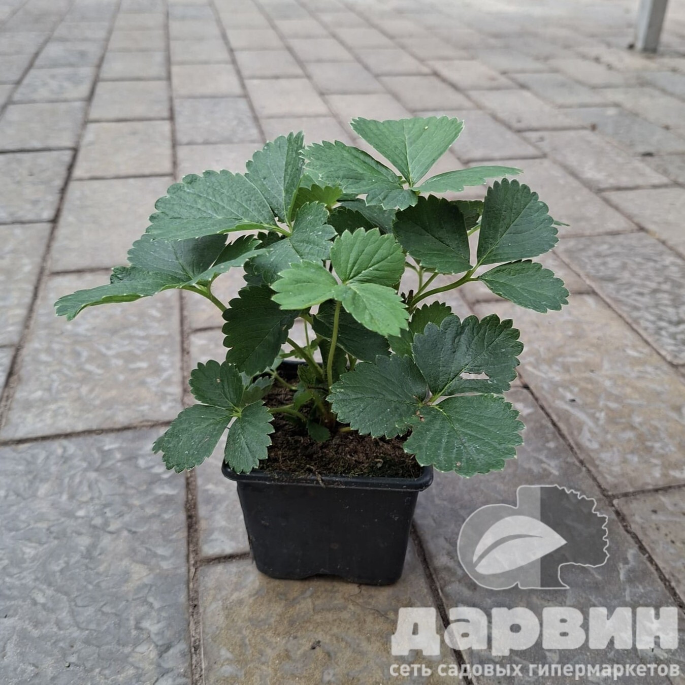 Изображение 4