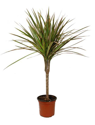 Драцена Биколор 1ст d14 h55 