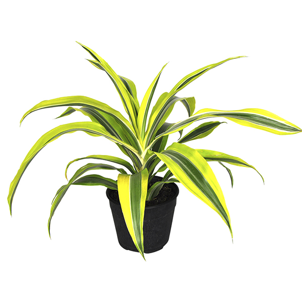 Драцена фрагранс Лемон Лайм d14 h35 