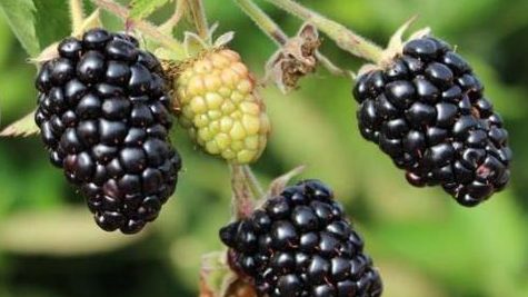 Ежевика бесшипная Прайм Арк Тревеллер рем. в коробке ЦО 