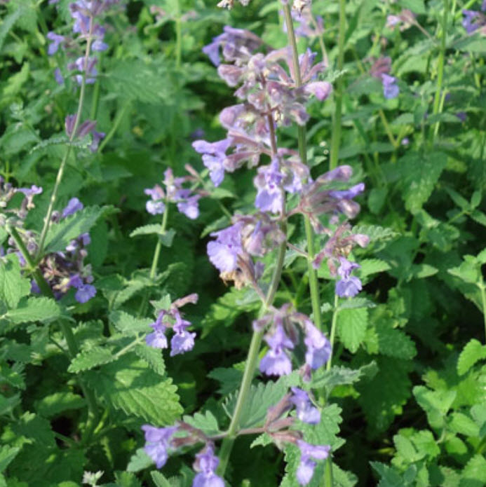 Корневище Котовник Фассена Волкез Лоу 1шт. Поиск 