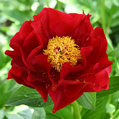 Кореневище Пион гибридный Макинак Гранд 1шт Поиск 