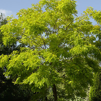 Робиния ложноакациевая h100-140 Tw 