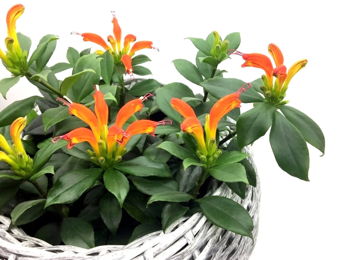 Эсхинантус d9 10 ХР 