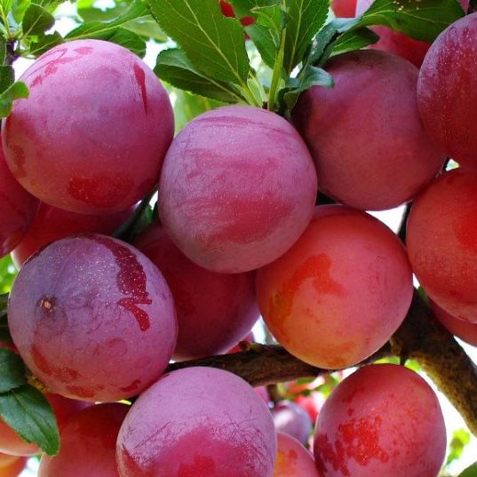 Слива Неженка v7 100-120 Tim 