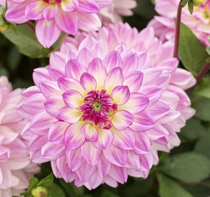 Клубень Георгина декоративная Мелоди Лиза 1шт. Поиск 