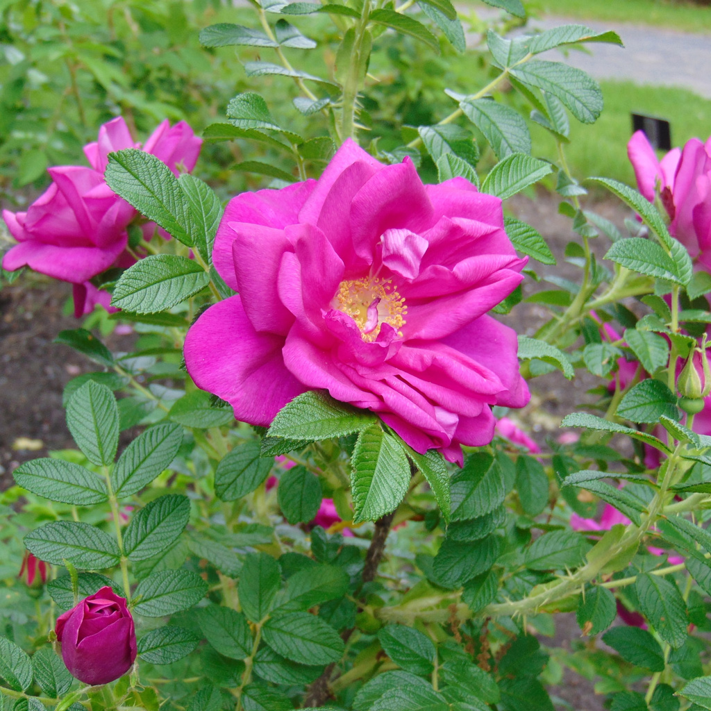 Роза ругоза Ротес Меер v5 Sav 