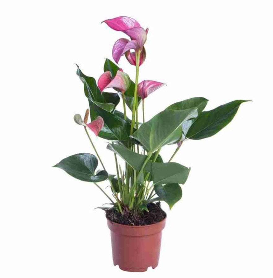 Антуриум Андреанум Перпл Лав d17 h55 