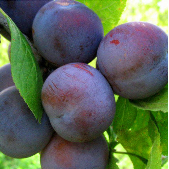 Слива Этюд средн v7 100-140 Tim по цене  Слива Этюд средн v7 100-140 Tim