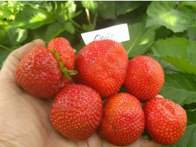 Земляника крупноплодная Фейт кассета 6шт Lav по цене  Земляника крупноплодная Фейт кассета 6шт Lav