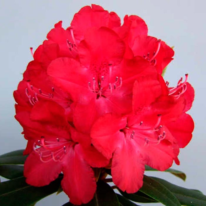 Рододендрон гибридный Владислав Ягелло c5 