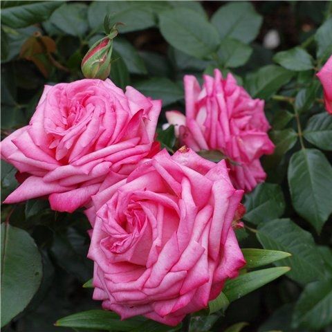 Роза чайно-гибридная Веддинг Бэллс с5, Tim 