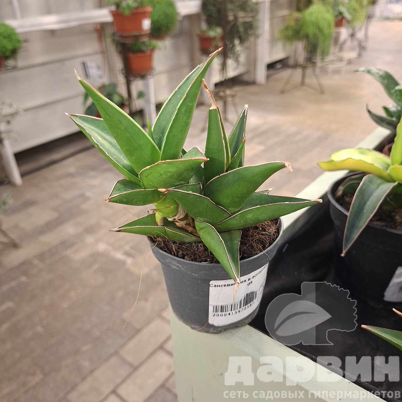 Сансевиерия в асс д9 (2) WM