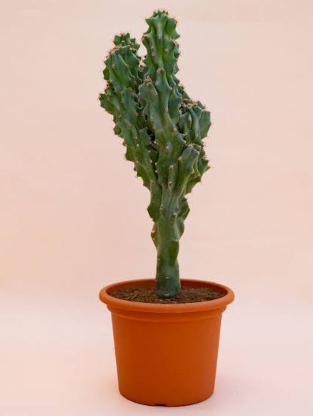 Цереус Ямакару d12 h30 