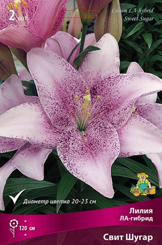 Луковица Лилия ЛА-гибрид Свит Шугар  2шт Поиск 
