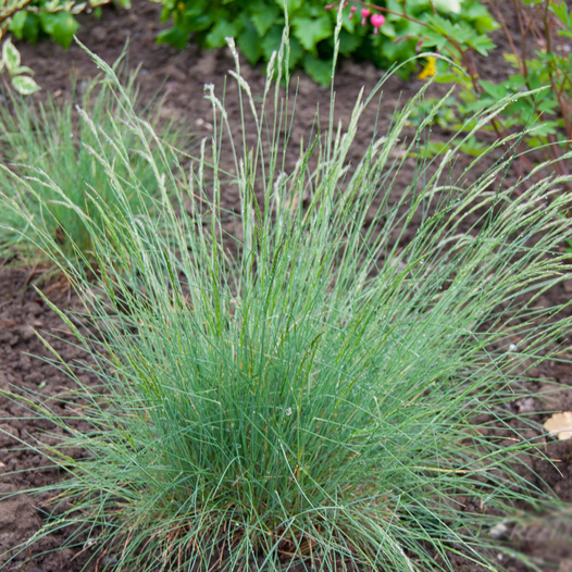 Овсяница аметистовая р9 Sw 