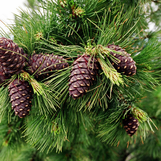 Растение сосна кедровая 60-80см 