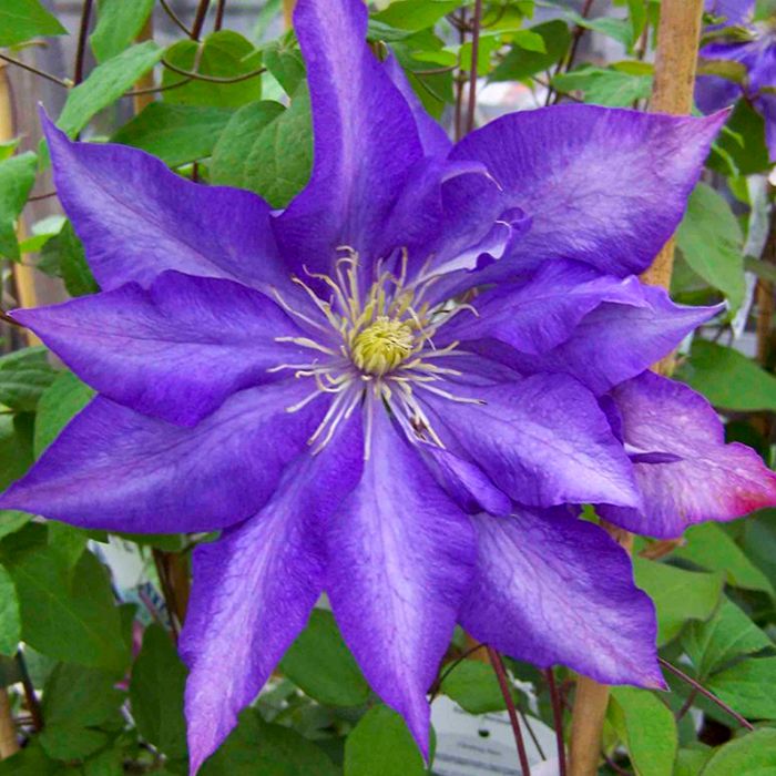 Клематис Даниэль Деронда Р9 