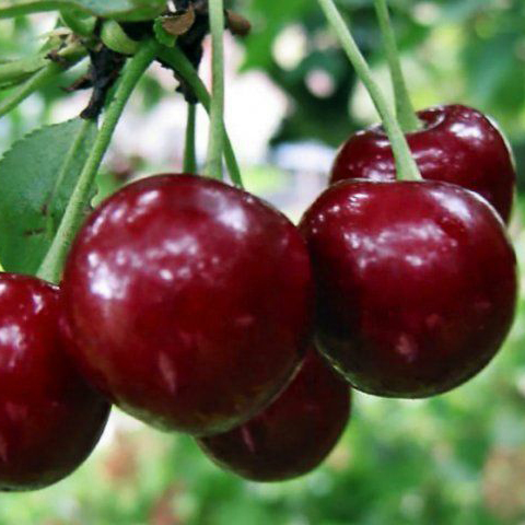 Черешня Веда v7,5 h120-140 ЦО 
