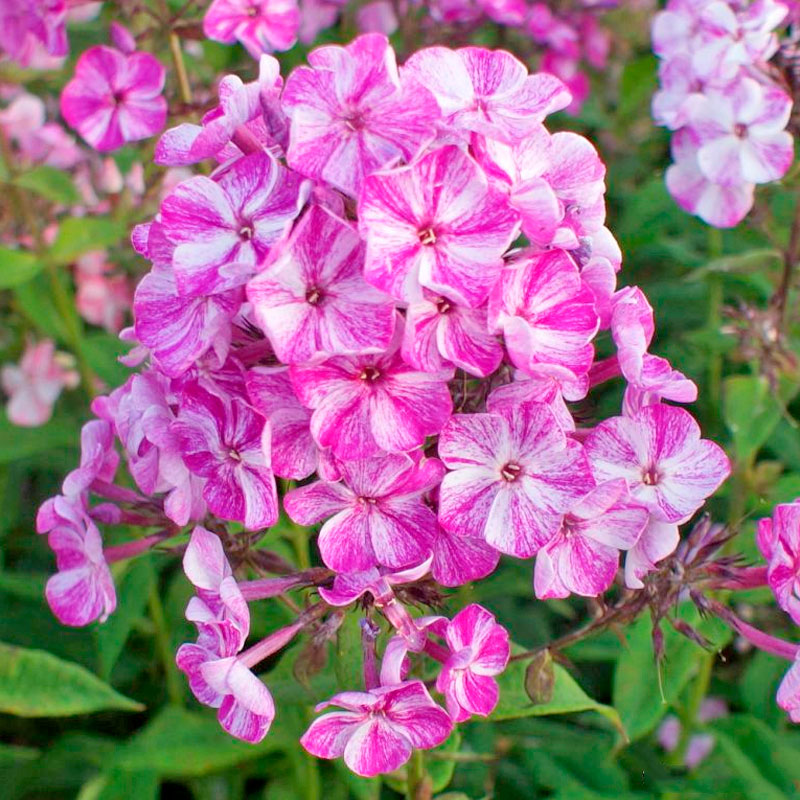 Флокс метельчатый Фрекл Пёпл Шейдес С2 ЦО 