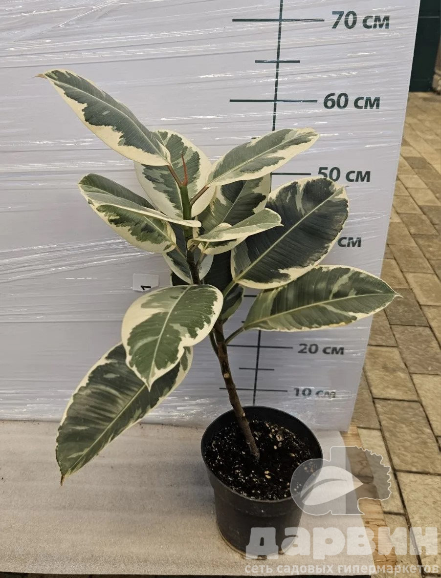 Фикус Эластика d17 h55 