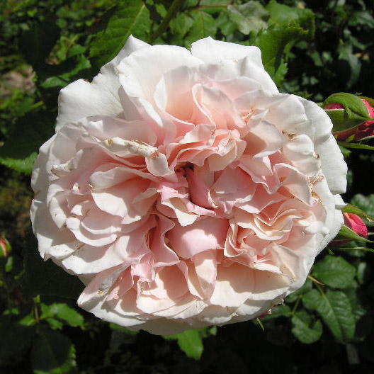 Роза шраб Эйфельзаубер 5л Dem 