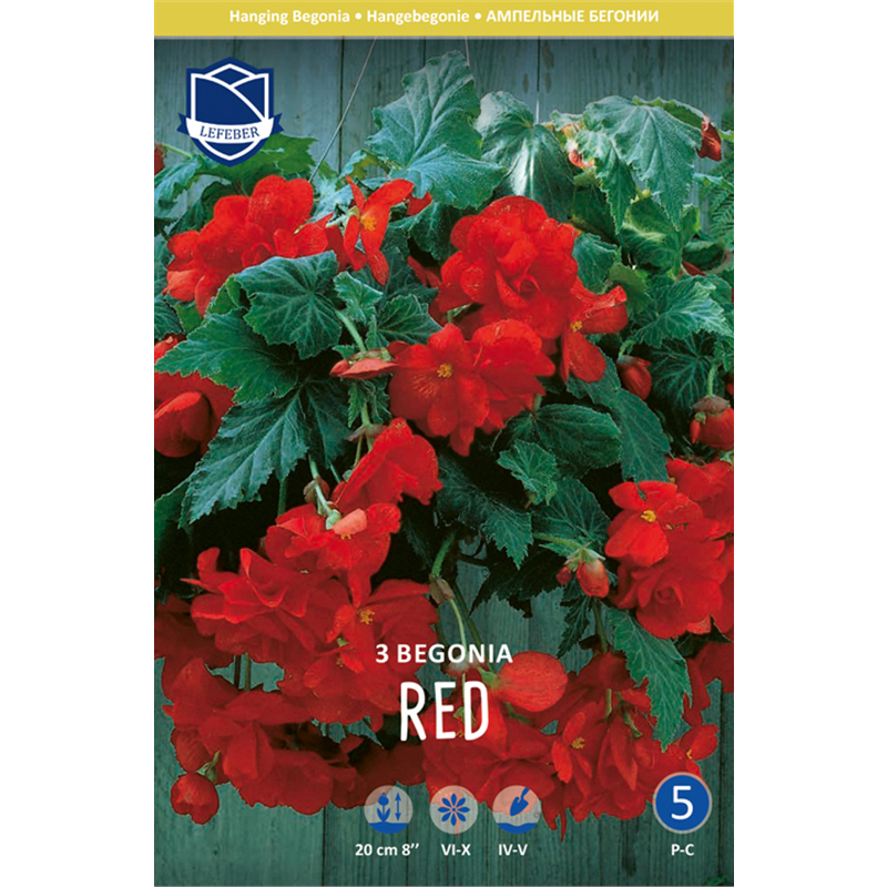 Клубень Бегония пендула Рэд 6/7 3шт 