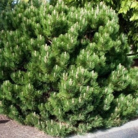 Сосна Блэк Принс 25-30 cm cont. 5,0L Mt 