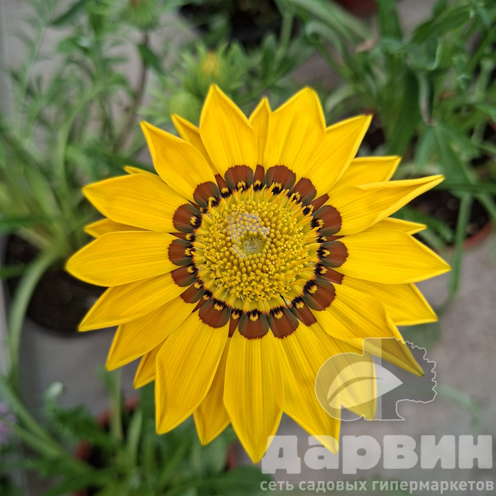 Газания микс d12 Tim 