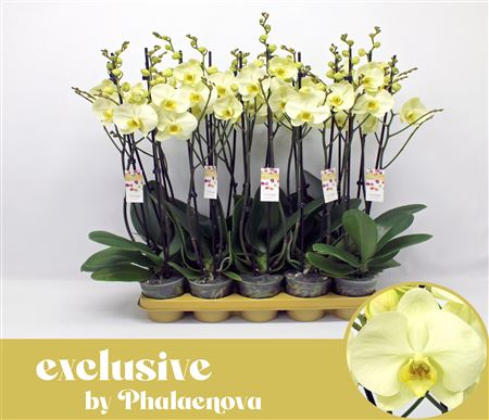 Фаленопсис 2 ст Грин Тач d12 h60 