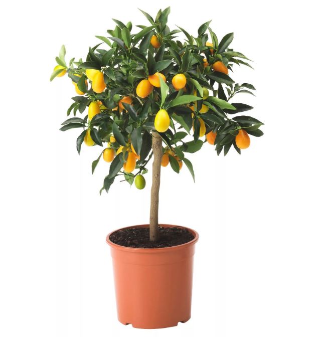 Цитрус Кумкват на штамбе d22 h85 