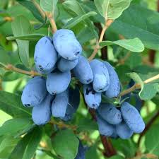 Жимолость Бореал Близзард v2 Tim 