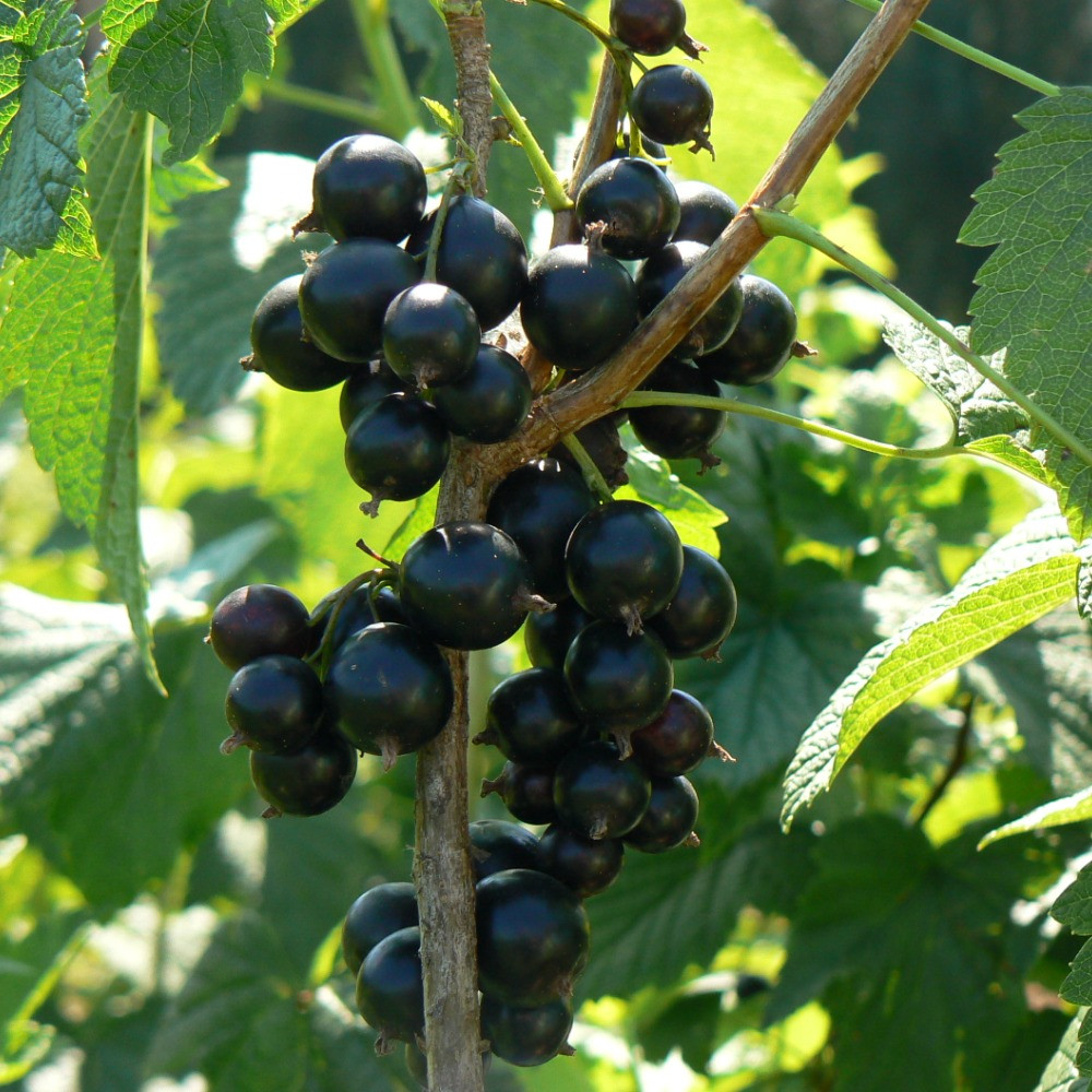 Смородина Сибилла, черная v2 Tim 