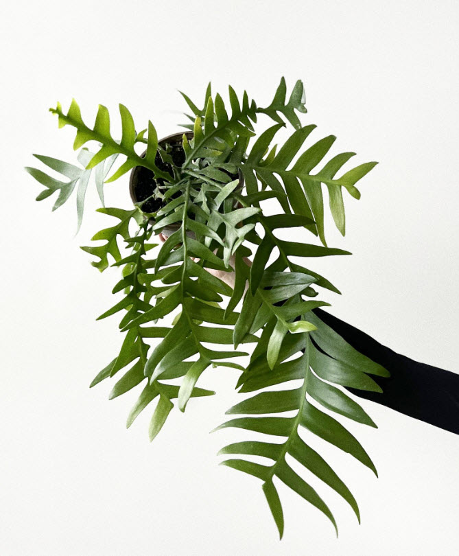 Эпифиллум Марниера d12 ХР 