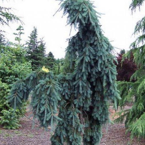 Растение псевдотсуга мензиса Компакта пендула 100-125 KG 