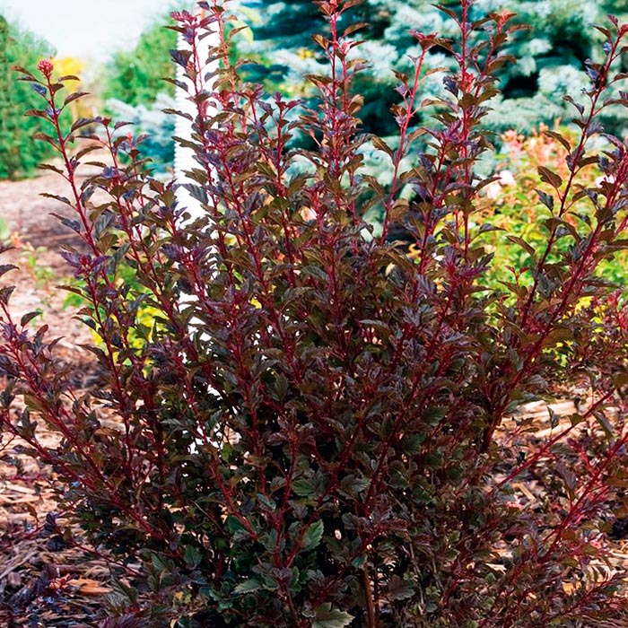 Пузыреплодник калинолистный Литл Энжел c5 h40-60 UL 