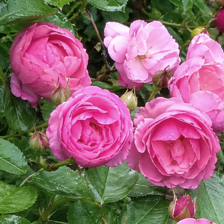 IMG_20260426_221521_200