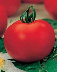 Семена томат Финиш поздний 0,3г Агроуспех 