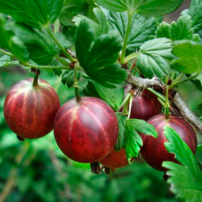 Крыжовник в сортах  2-х летка  Питомник 