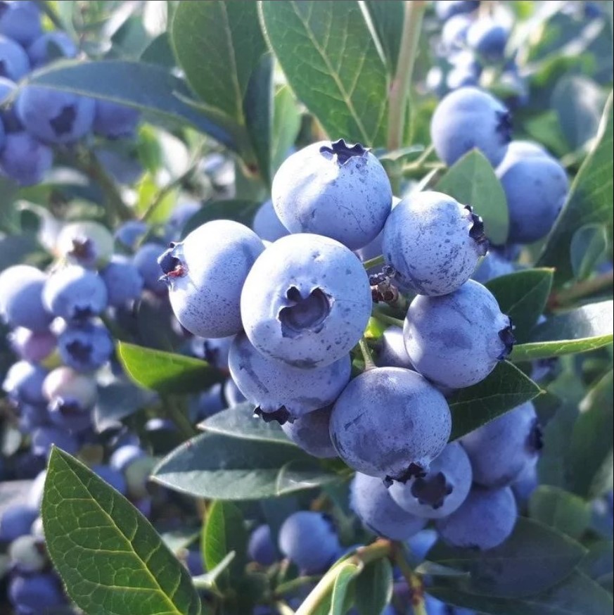 Голубика высокорослая Ханнас Чойс с2 ЦО по цене  Голубика высокорослая Ханнас Чойс с2 ЦО