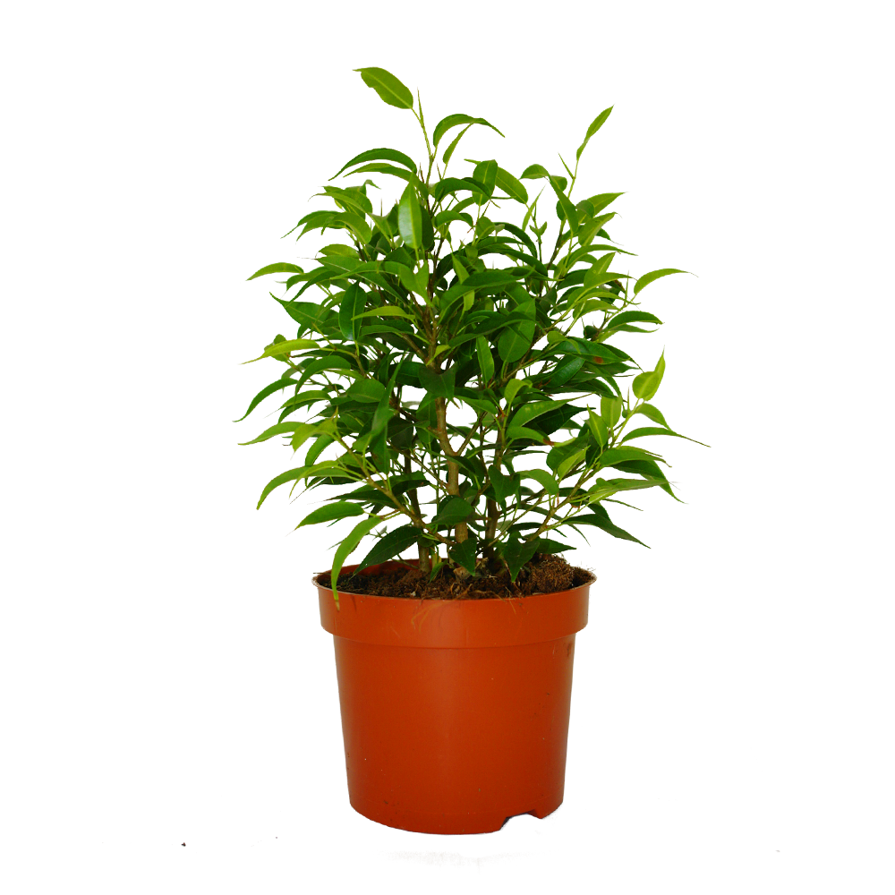 Фикус бенджамина Грин Кинки d12 h30 