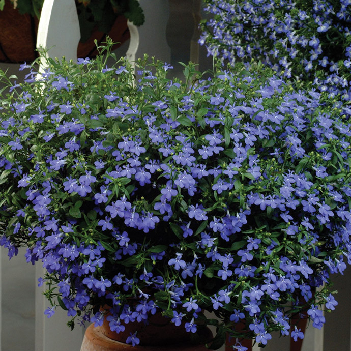 Лобелия ампельная Лагуна Стар синяя D23 ПВ 