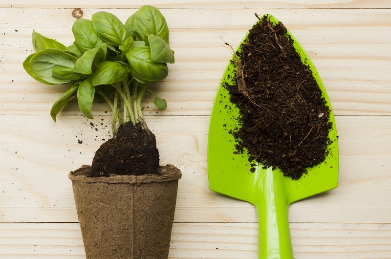 Обработайте рассаду от чёрной ножки 