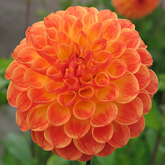 Клубень Георгина Джовей Ники, 1шт/уп 