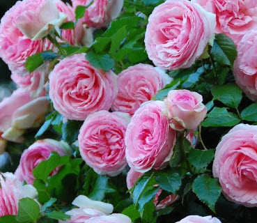 Роза Пьер де Ронсар в коробке АФ 