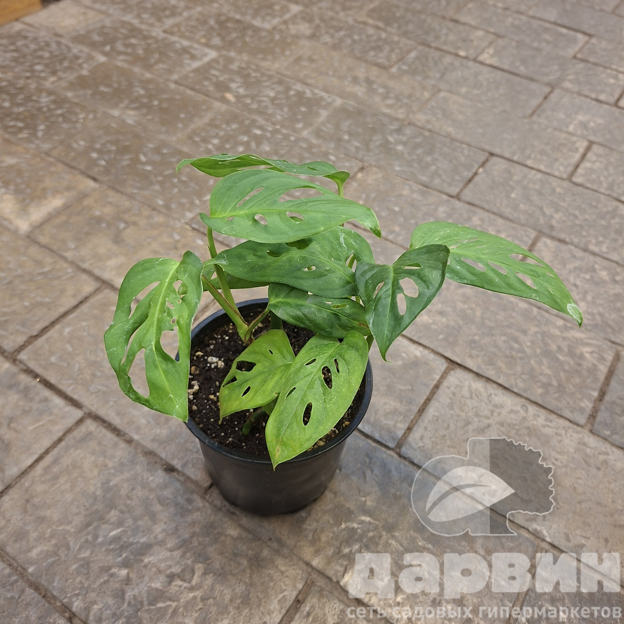 Монстера Манки Мэск d12 Tim 