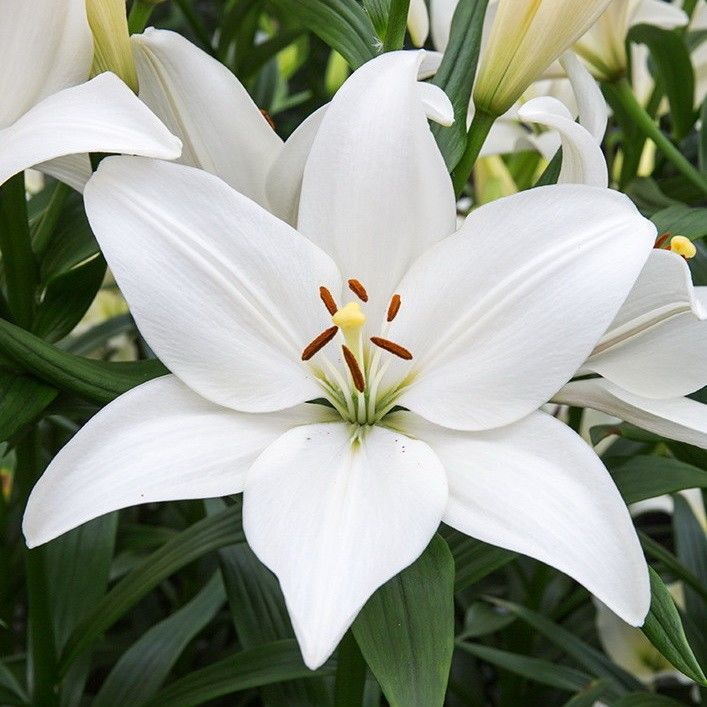 Луковица Лилии Брайт Даймонд 14/16  2 шт 