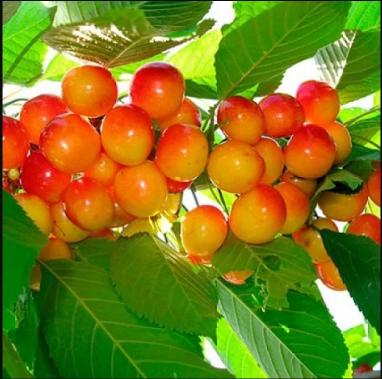 Черешня Приусадебная v5-10 Tim 