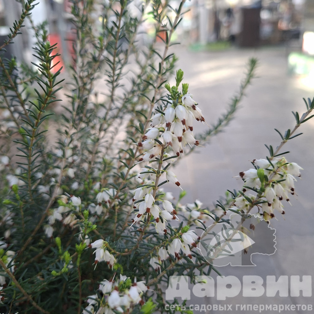 Эрика дарленская Вайт Перфекшион v5 Lav 