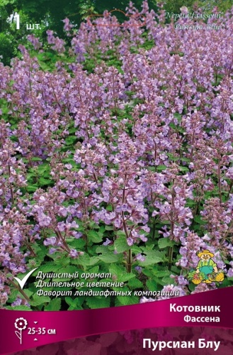 Кореневище Котовник Фассена Пуррсиан Блу 1шт Поиск 